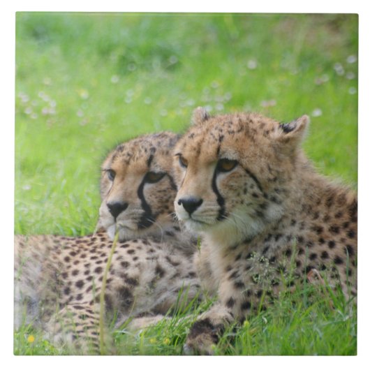 Carreau Cheetah 001 (Devant)