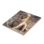 Carreau Cheetah 19 jours bébé mâle (Côté)