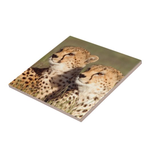 Carreau Cheetah Lying (Côté)