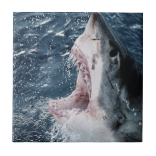 Carreau Chef du grand requin blanc