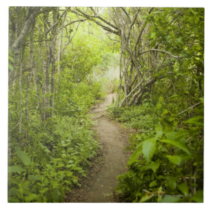 Carreau Chemin à travers la forêt