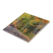 Carreau Chemin De Gravel Flâné De Feuilles Avec Couleur D' (Côté)