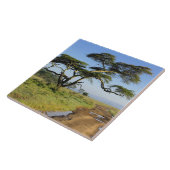 Carreau Chemin de terre et acacia, lac Nakuru (Côté)