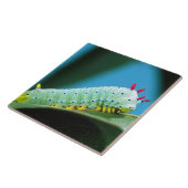 Carreau Chenille du papillon Prométhée, Callosamia (Côté)