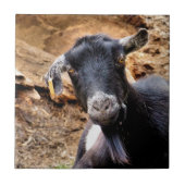 CARREAU CHÈQUE (Devant)