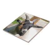 CARREAU CHÈQUE CUTE (Côté)