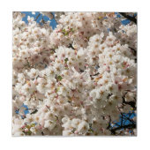 Carreau Cherry Tree in Bloom, Oregon (Devant)