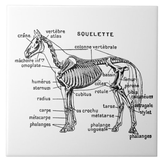 Carreau Cheval (Devant)