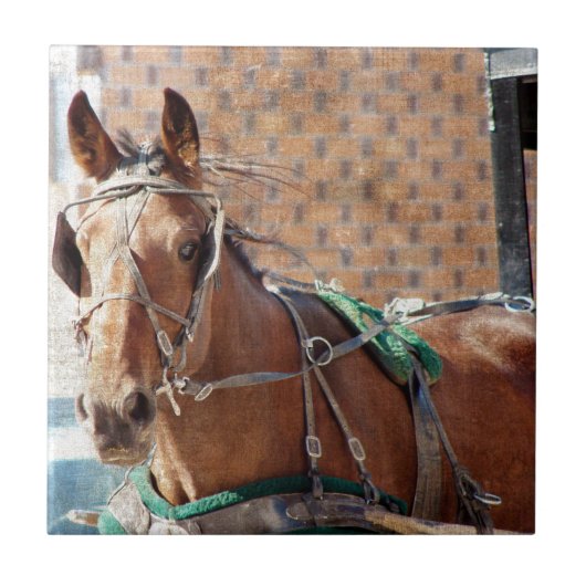Carreau Cheval Amish (Devant)