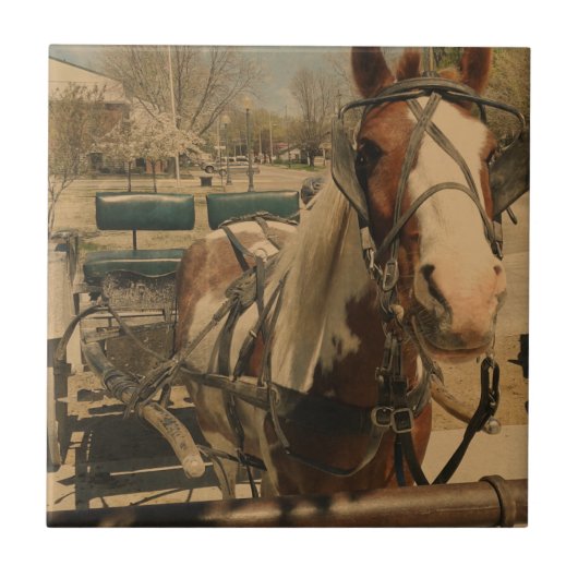 Carreau Cheval Amish, Un Pinto (Devant)
