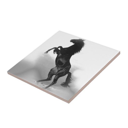 Carreau Cheval blanc noir (Côté)