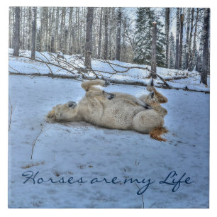 Carreau Cheval blanc rouler dans la neige hivernale