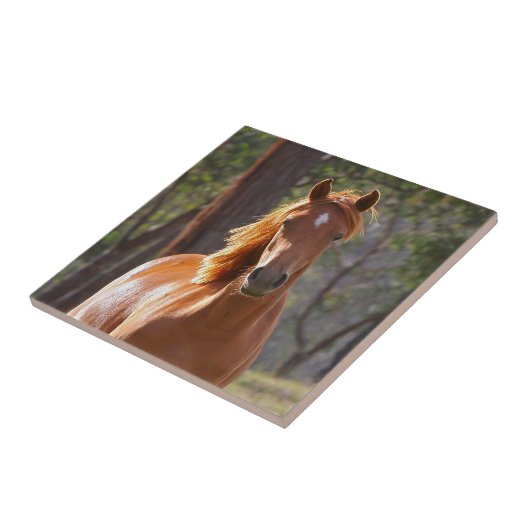 Carreau Cheval Brown au soleil (Côté)