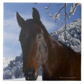 Carreau Cheval Brown en hiver (Devant)