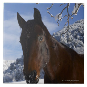 Carreau Cheval Brown en hiver