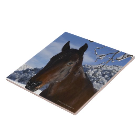 Carreau Cheval Brown en hiver (Côté)