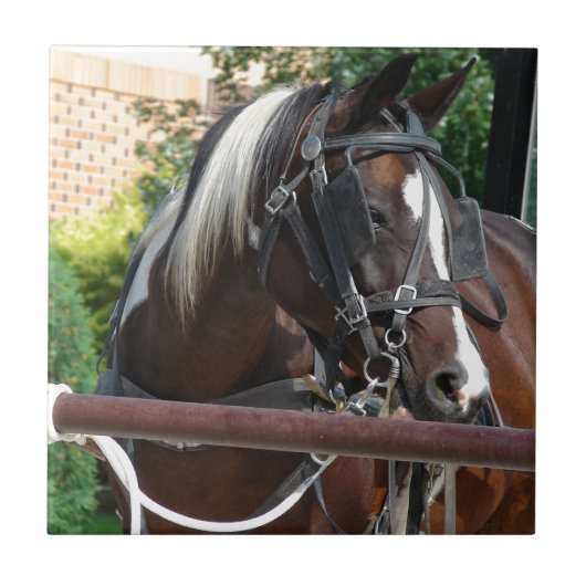 Carreau Cheval Buggy Bay Pinto Amish (Devant)