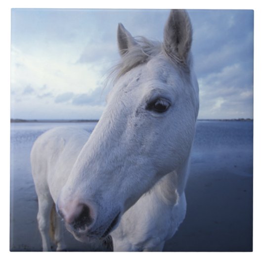 Carreau Cheval de Camargue (Devant)