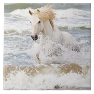 Carreau Cheval de Camargue dans le ressac