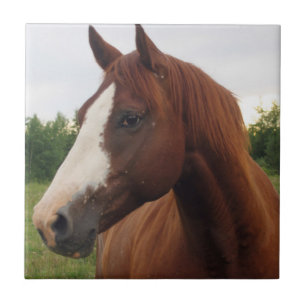 Carreau Cheval de châtaignier avec dalle de lame