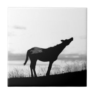 Carreau Cheval de coyote