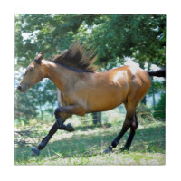 Cheval de Morgan de peau de daim