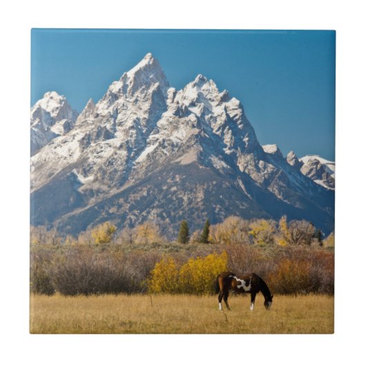 Carreau Cheval et Grand Tetons, Ranch Moose Head (Devant)