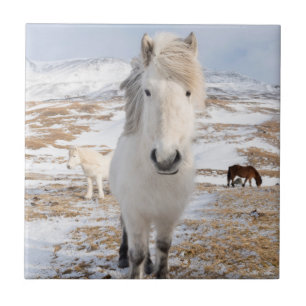 Carreau Cheval islandais blanc, Islande