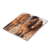 Carreau Cheval islandais en hiver (Côté)