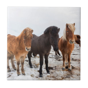 Carreau Cheval islandais en hiver en Islande