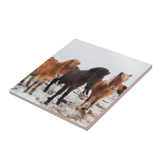 Carreau Cheval islandais en hiver en Islande (Côté)