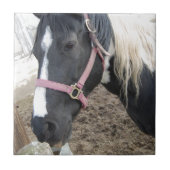 Carreau Cheval Paint Pinto (Devant)