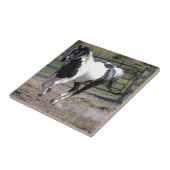 Carreau Cheval Pinto Paint (Côté)