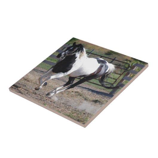 Carreau Cheval Pinto Paint (Côté)