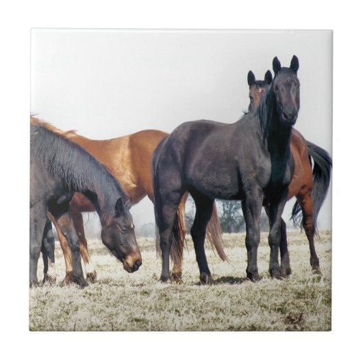 CARREAU CHEVAUX (Devant)