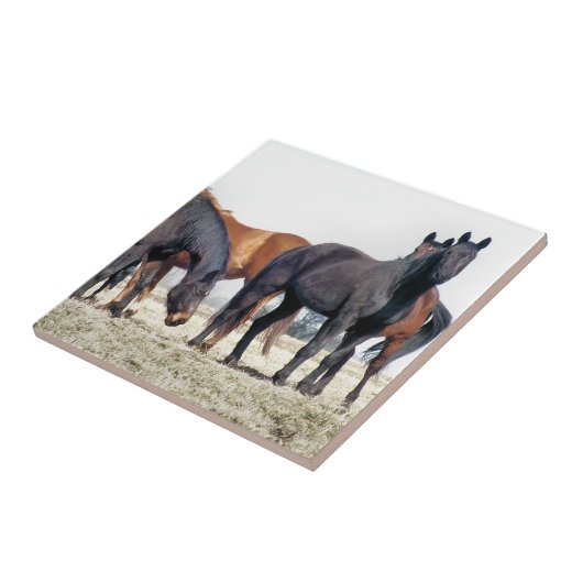 CARREAU CHEVAUX (Côté)