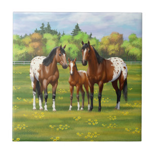 Carreau Chevaux Appaloosa De Baie Brown En Pâturage D'Été