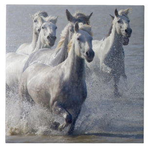 Carreau Chevaux de Camargue fonctionnant sur le marécage