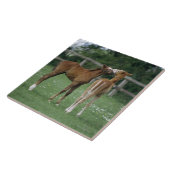 Carreau Chevaux - pur sangs, poulains, (Côté)