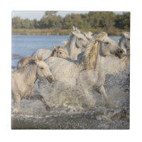 Chevaux sauvages courant à travers une rivière