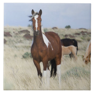 Carreau Chevaux sauvages, Montagnes des Steens