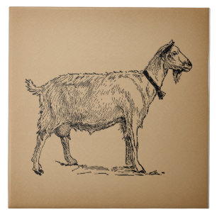 Carreau Chèvre avec Bell Illustration Antique Vieille Bro