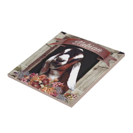 Carreau Chèvre de Nubian (Côté)