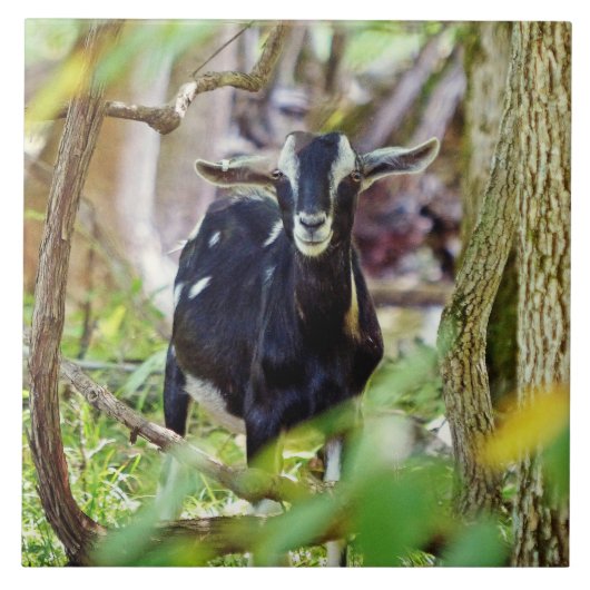 Carreau Chèvre souriante (Devant)