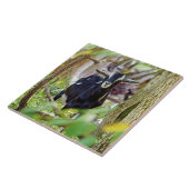 Carreau Chèvre souriante (Côté)