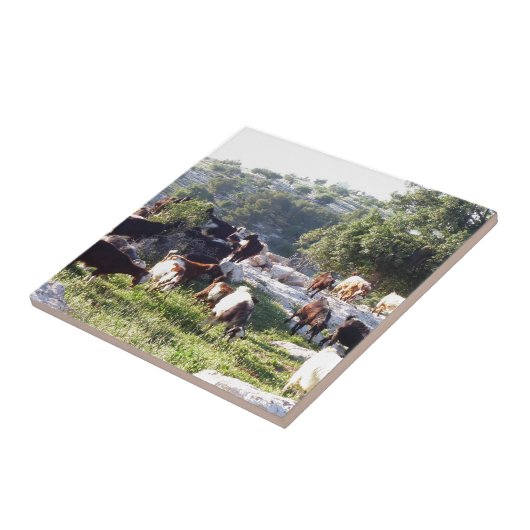 Carreau Chèvres (Côté)