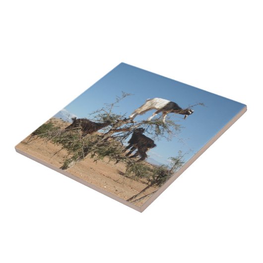 Carreau Chèvres drôles dans un arbre (Côté)