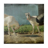 Carreau Chèvres laitières (Devant)