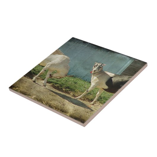 Carreau Chèvres laitières (Côté)