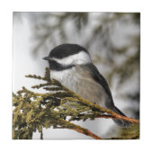 Carreau Chickadee_9505 (Devant)